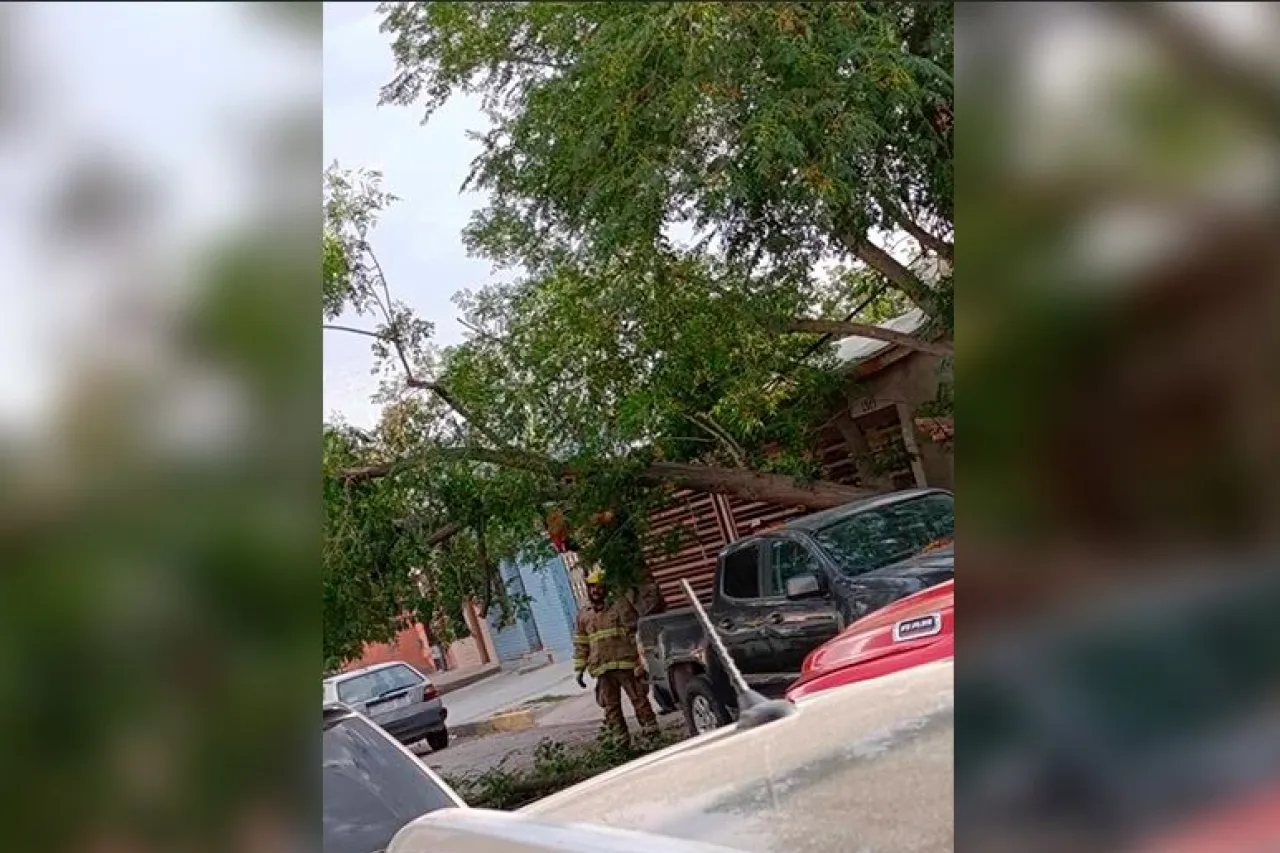 Viento derriba árbol sobre camioneta