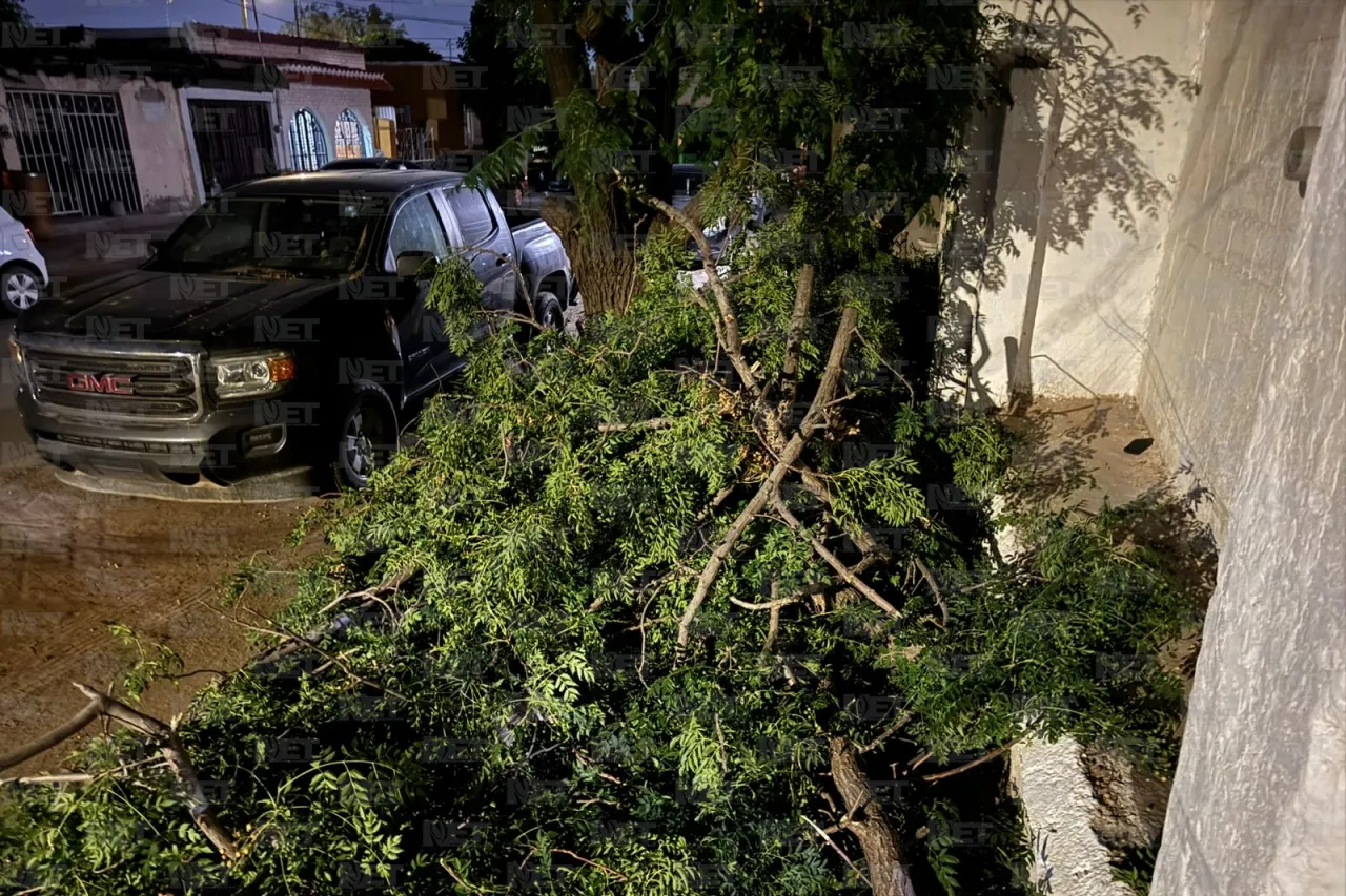 Juárez: Así quedó árbol derribado por los vientos