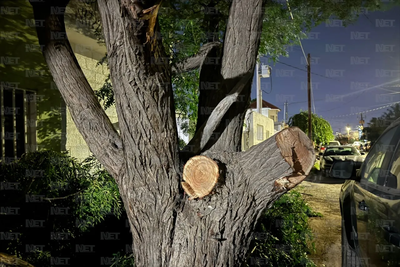 Juárez: Así quedó árbol derribado por los vientos