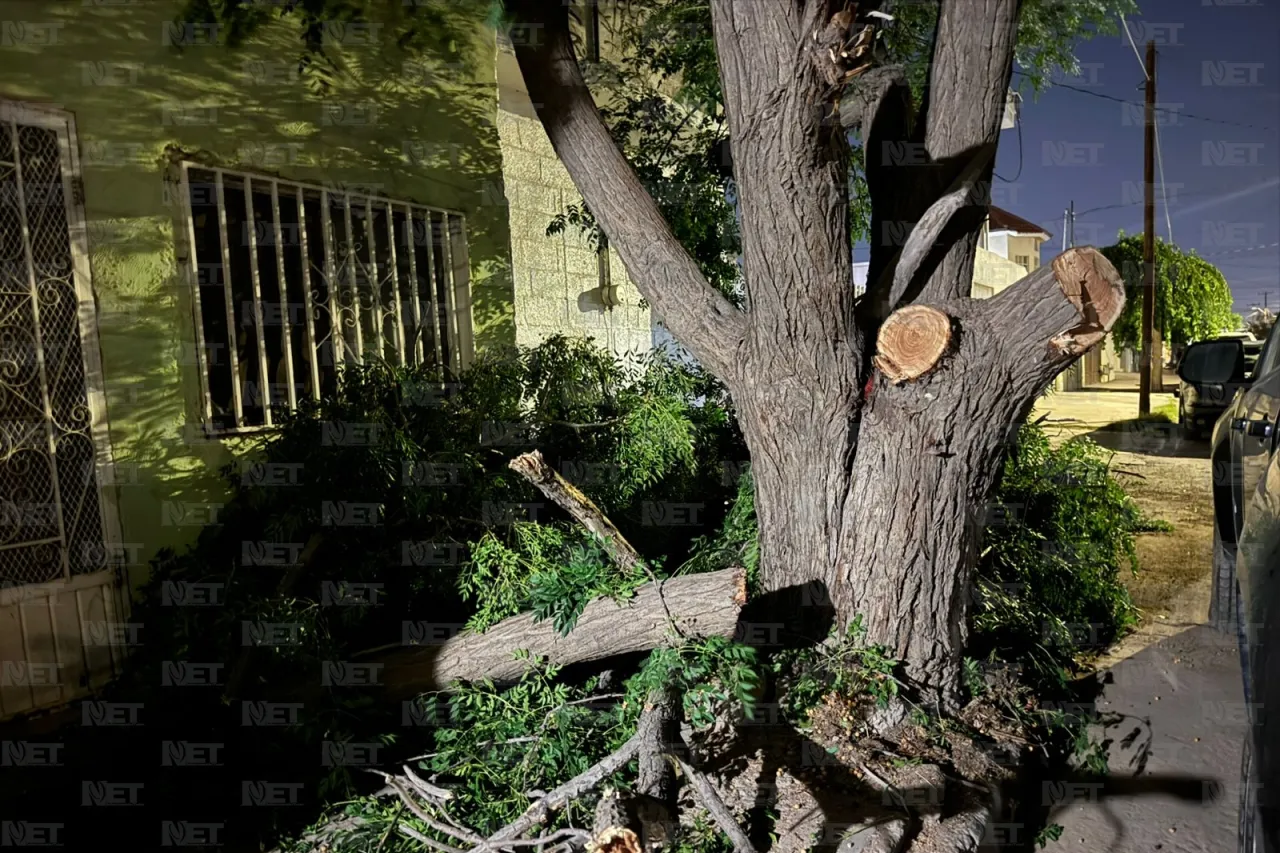 Juárez: Así quedó árbol derribado por los vientos