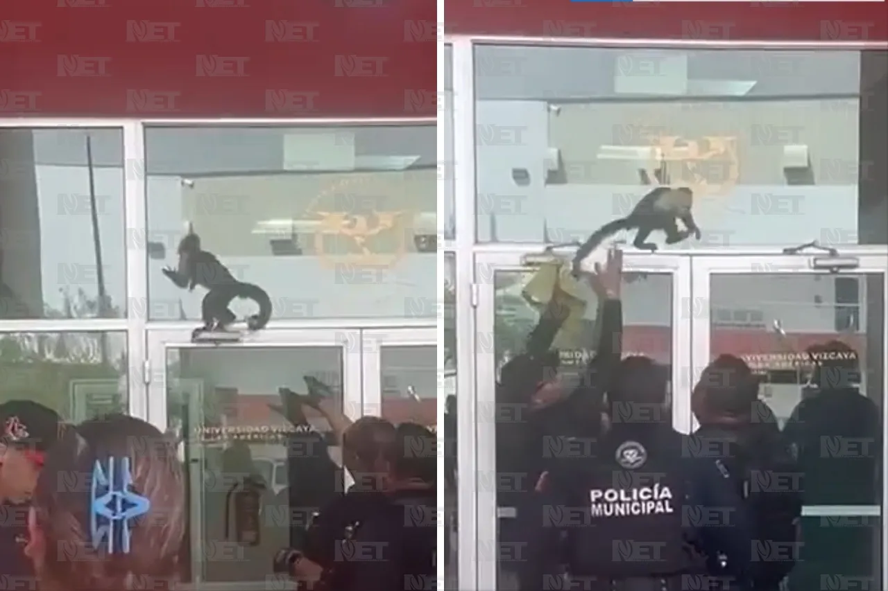 Video: Mono inquieto moviliza a policías en escuela de Juárez