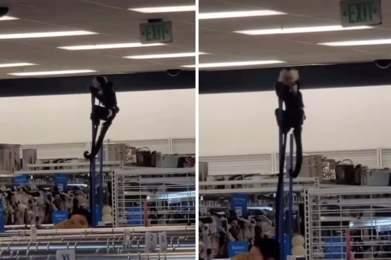 Video: Mono capuchino hace travesuras en Ross de El Paso