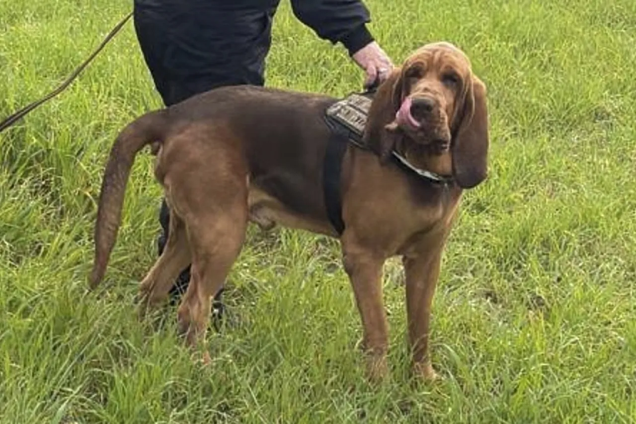 Muerte de perro policía tras comer comida con clavos causa indignación