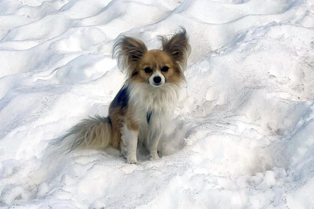Perro Chihuahua salva a su dueño atrapado en grieta de un glaciar