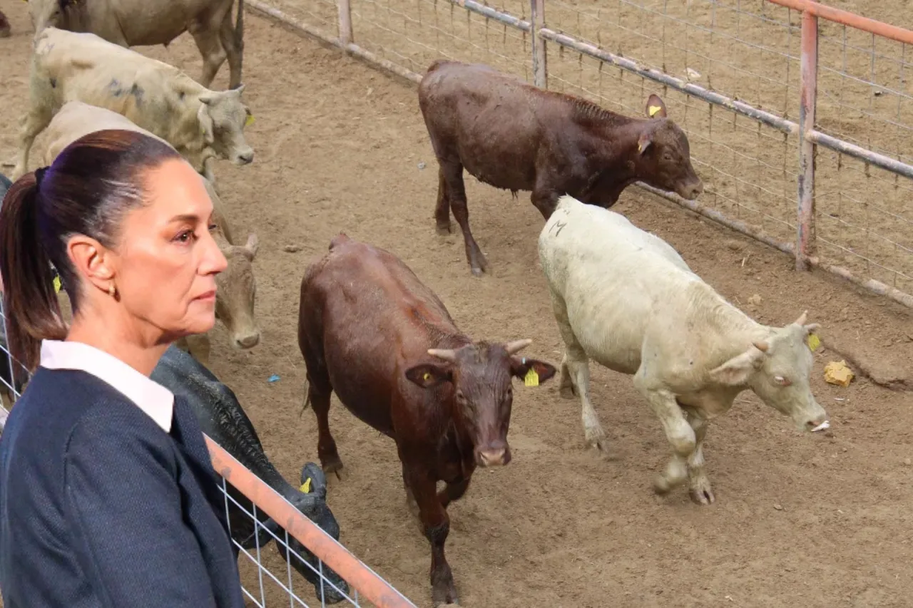 Califica Sheinbaum de 'exagerada' nueva suspensión a exportación de ganado