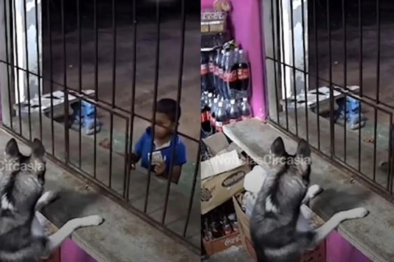 Video: perro atiene a niño en tiendita y momento se vuelve viral