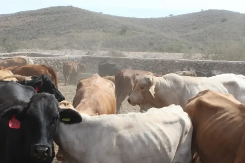Asegura Federación que contuvieron plaga de Gusano Barrenador