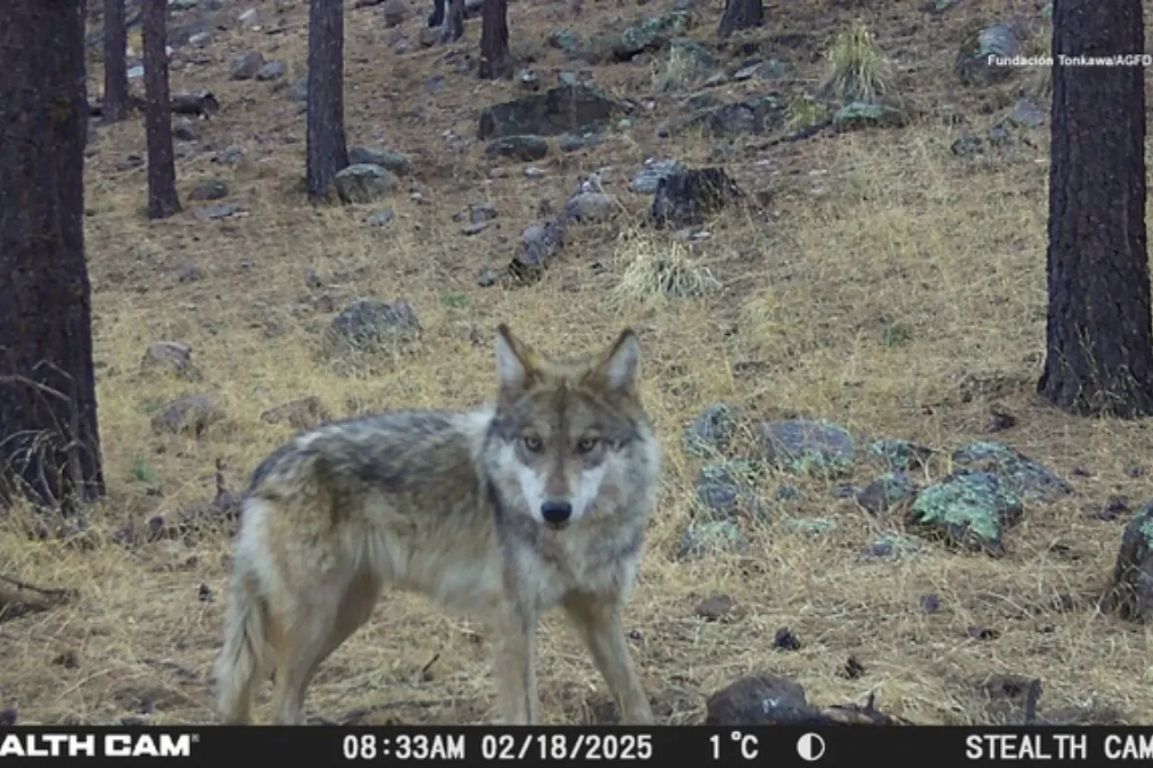 Registra Chihuahua primer lobo mexicano nacido en libertad