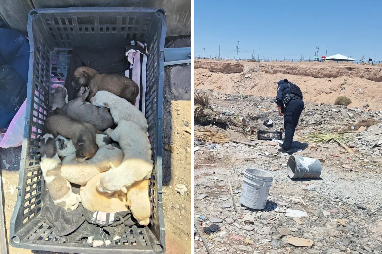 Policías aseguran a 9 cachorros abandonados en un lote baldío