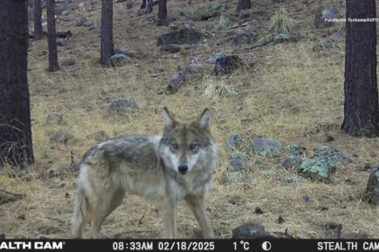 Registra Chihuahua 1er nacimiento en libertad de lobo mexicano en el país