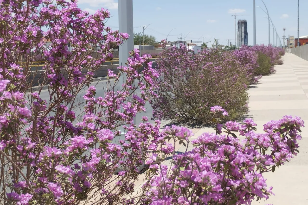 Cenizos colorean de violeta las calles de Juárez tras las lluvias