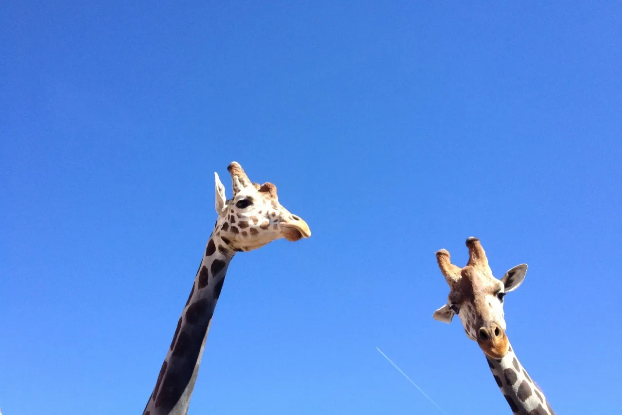 Muere Juma, la querida jirafa de El Paso Zoo