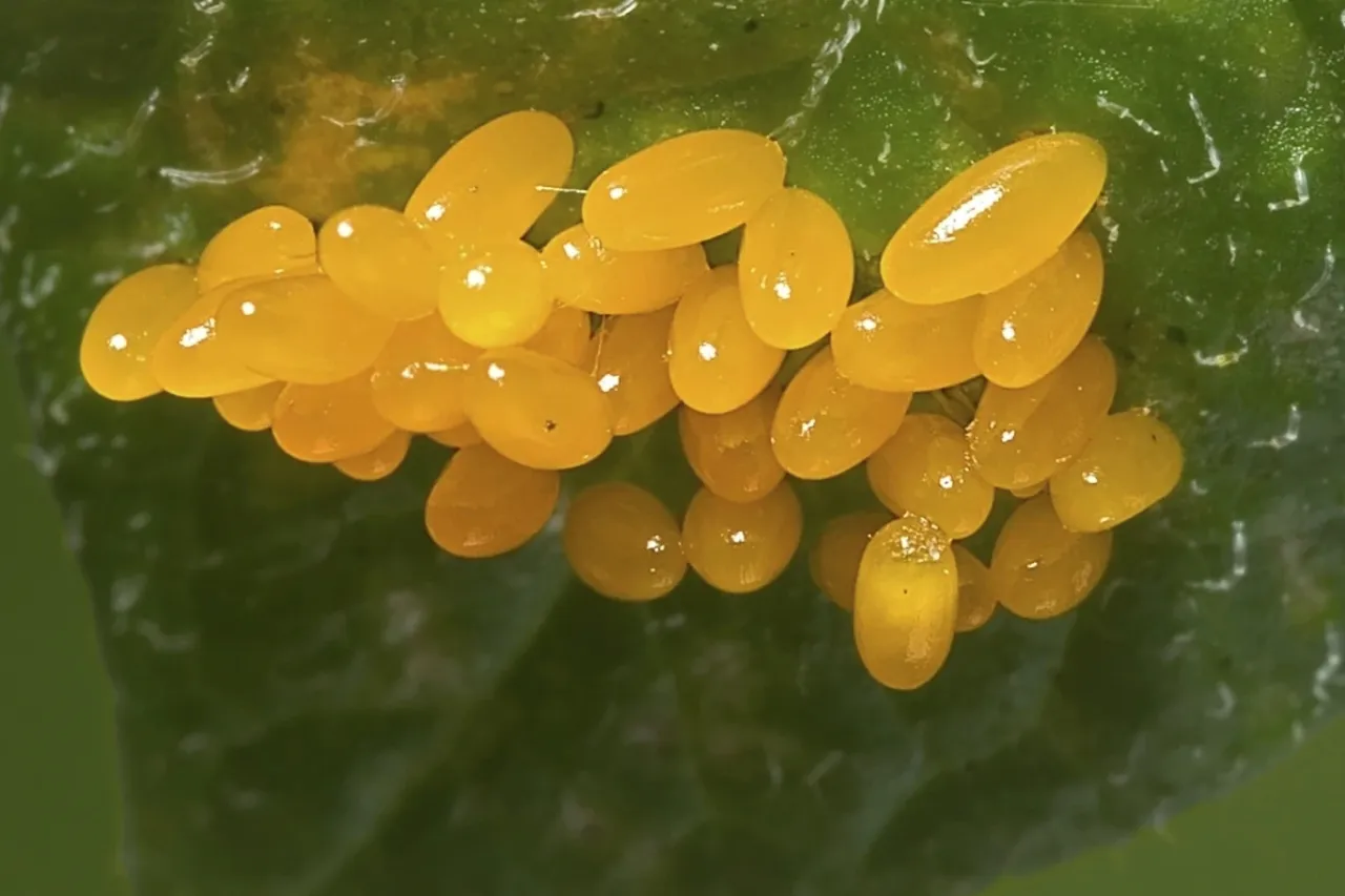 Este método revela el momento ideal para combatir las plagas del jardín