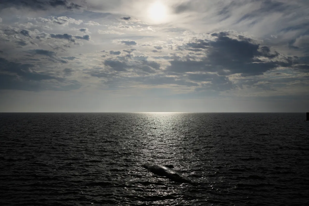 Hallan a segunda ballena muerta en la costa de Buenos Aires en una semana