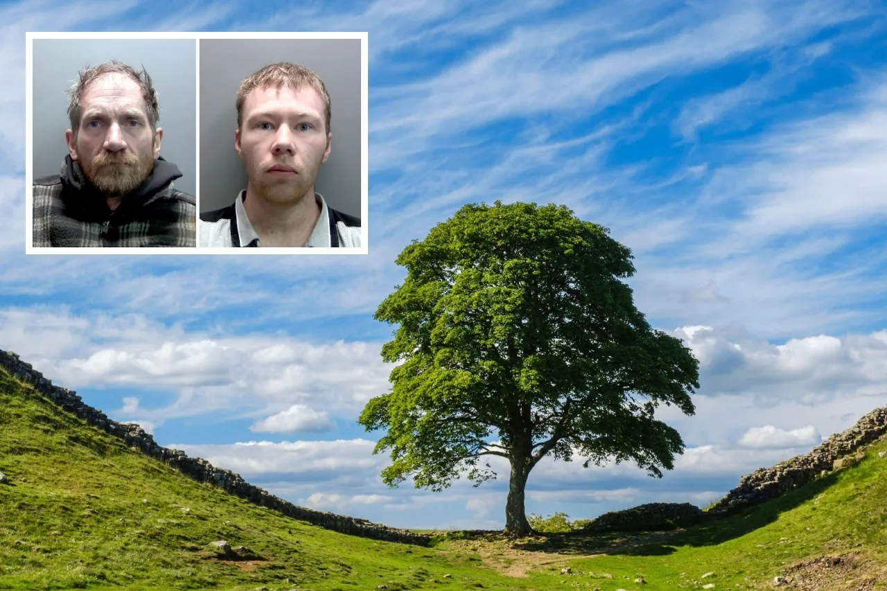 Les dan a 4 años de prisión por talar el popular árbol de Sycamore Gap