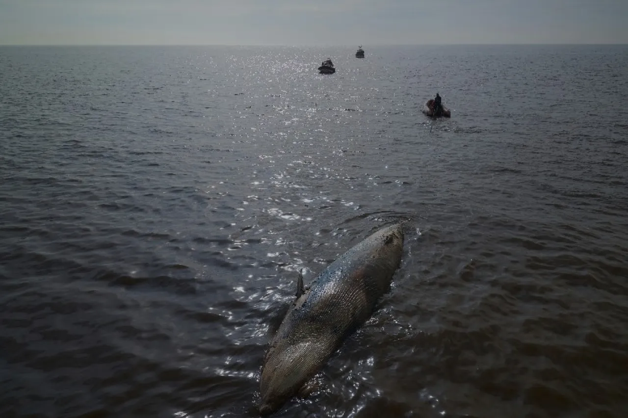 Encuentran ballena sin vida en costas de Argentina, segunda en una semana