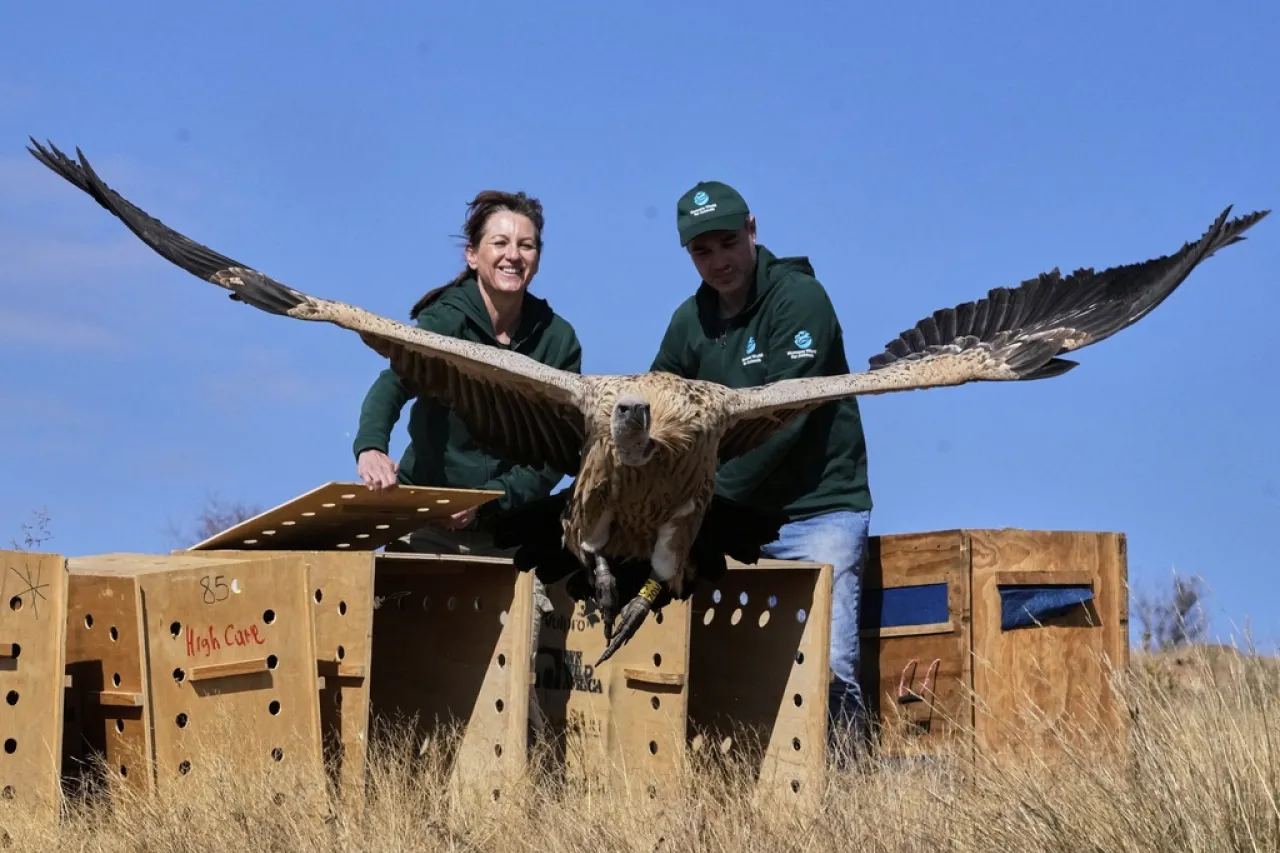 Liberan buitres rehabilitados en montaña de Sudáfrica