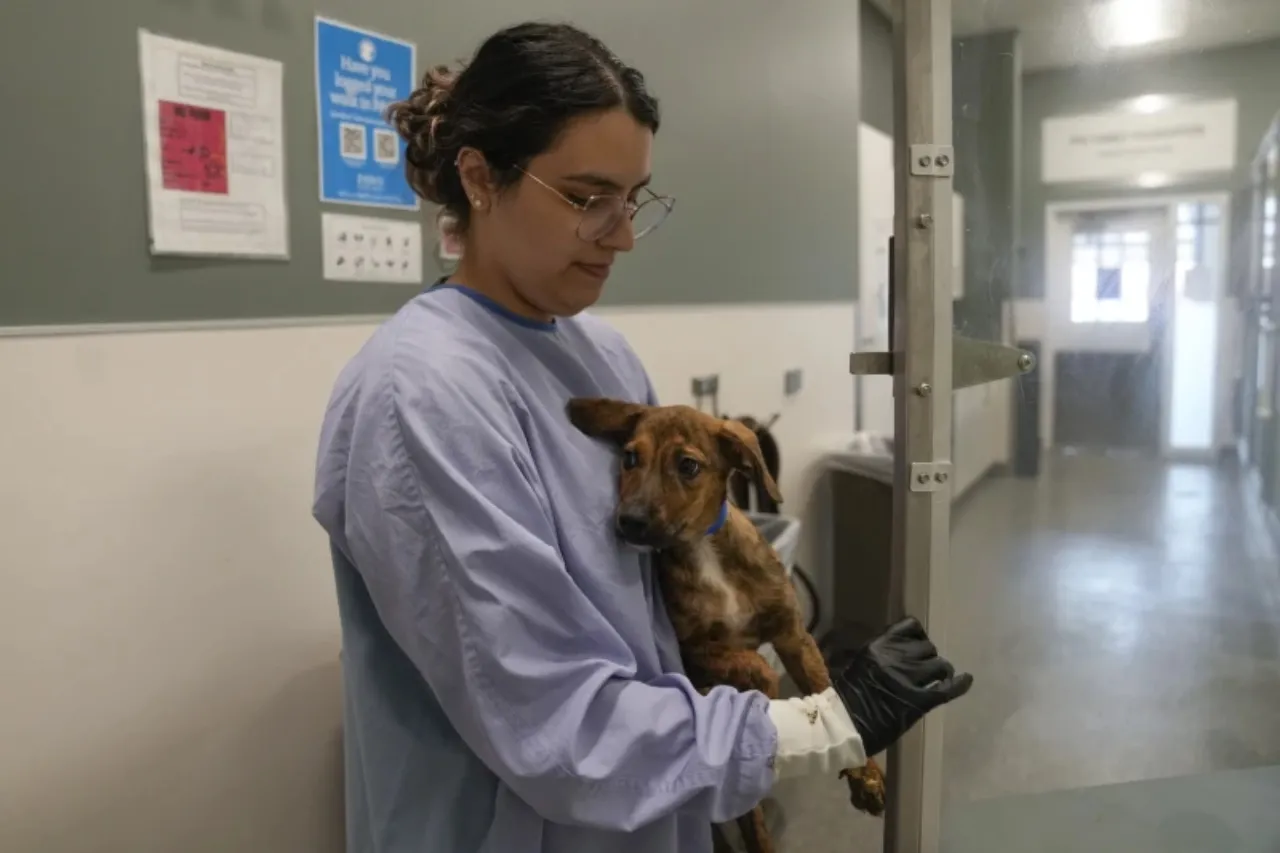 Cachorros rescatados de Texas por inundaciones llegan a un refugio de Chicago