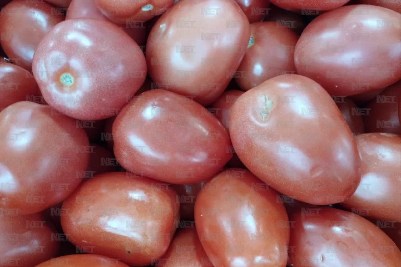 Cuestionan si tomate pagará arancel del 17 % y el 30% anunciado para agosto