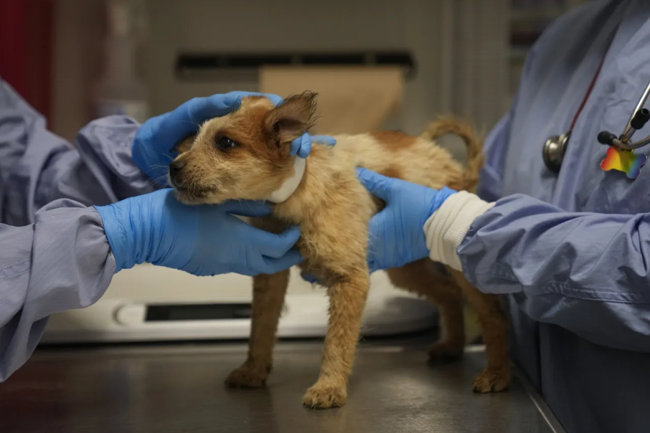 Perros rescatados de las inundaciones en Texas llegan a refugio de Chicago