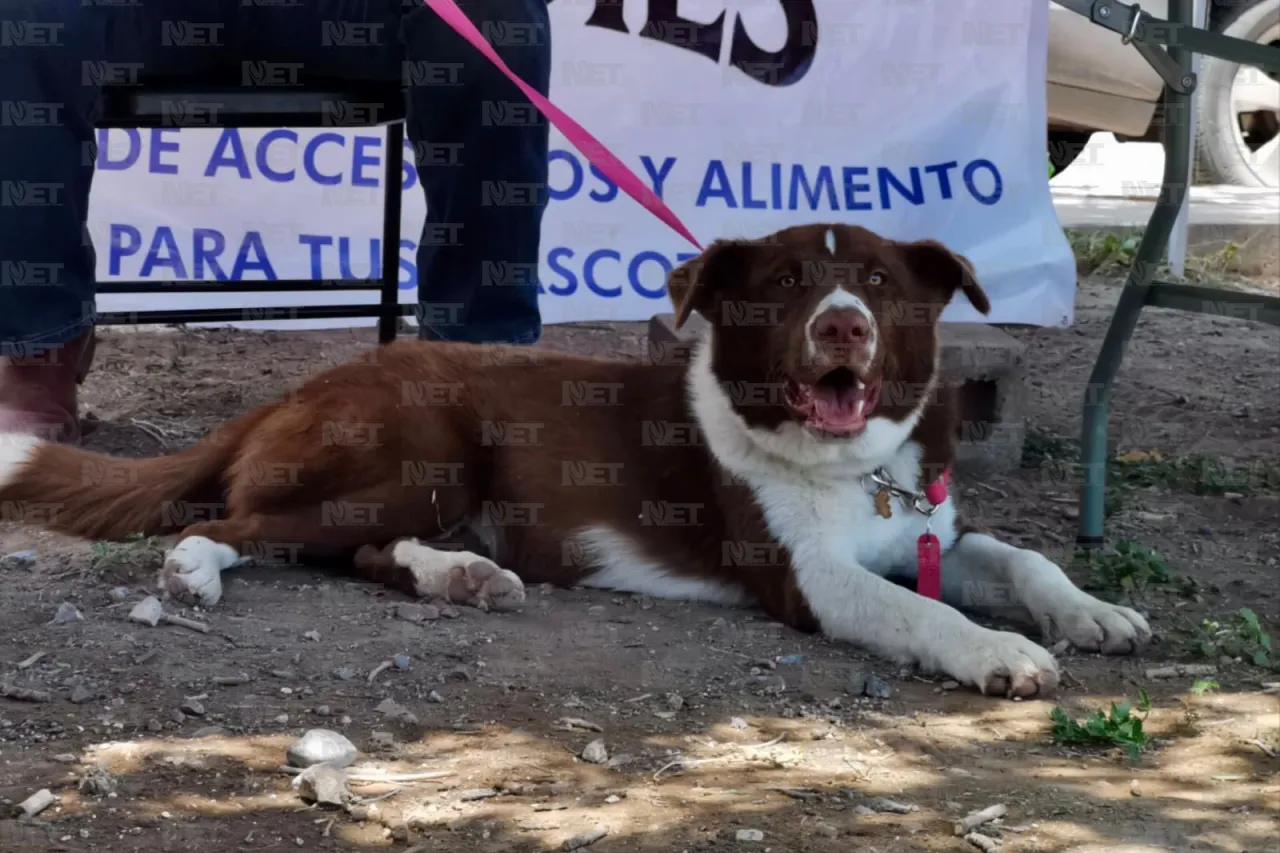 Invitan a festival canino en Villahermosa