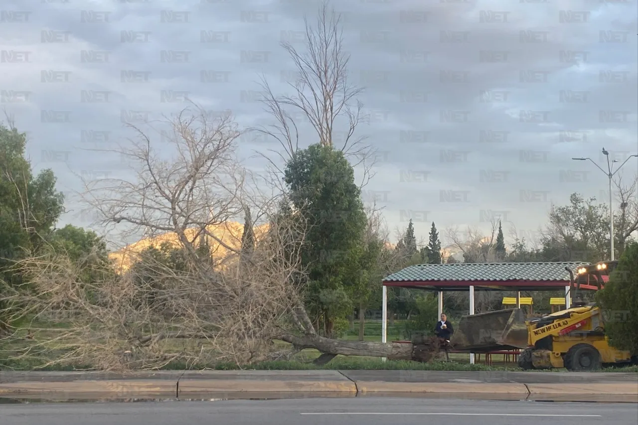 Lluvias y viento tiran 20 árboles en El Chamizal