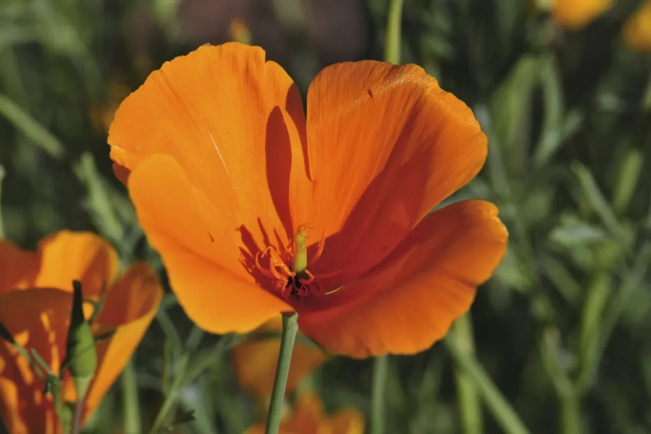 Las anuales son las plantas nativas olvidadas; aquí tienes 7 que vale la pena