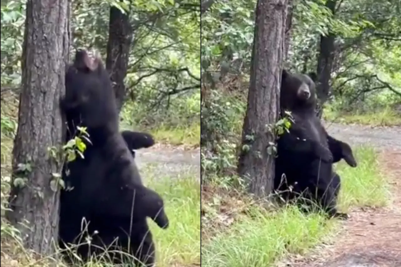 Captan a gigantesco oso rascándose la espalda en Nuevo León
