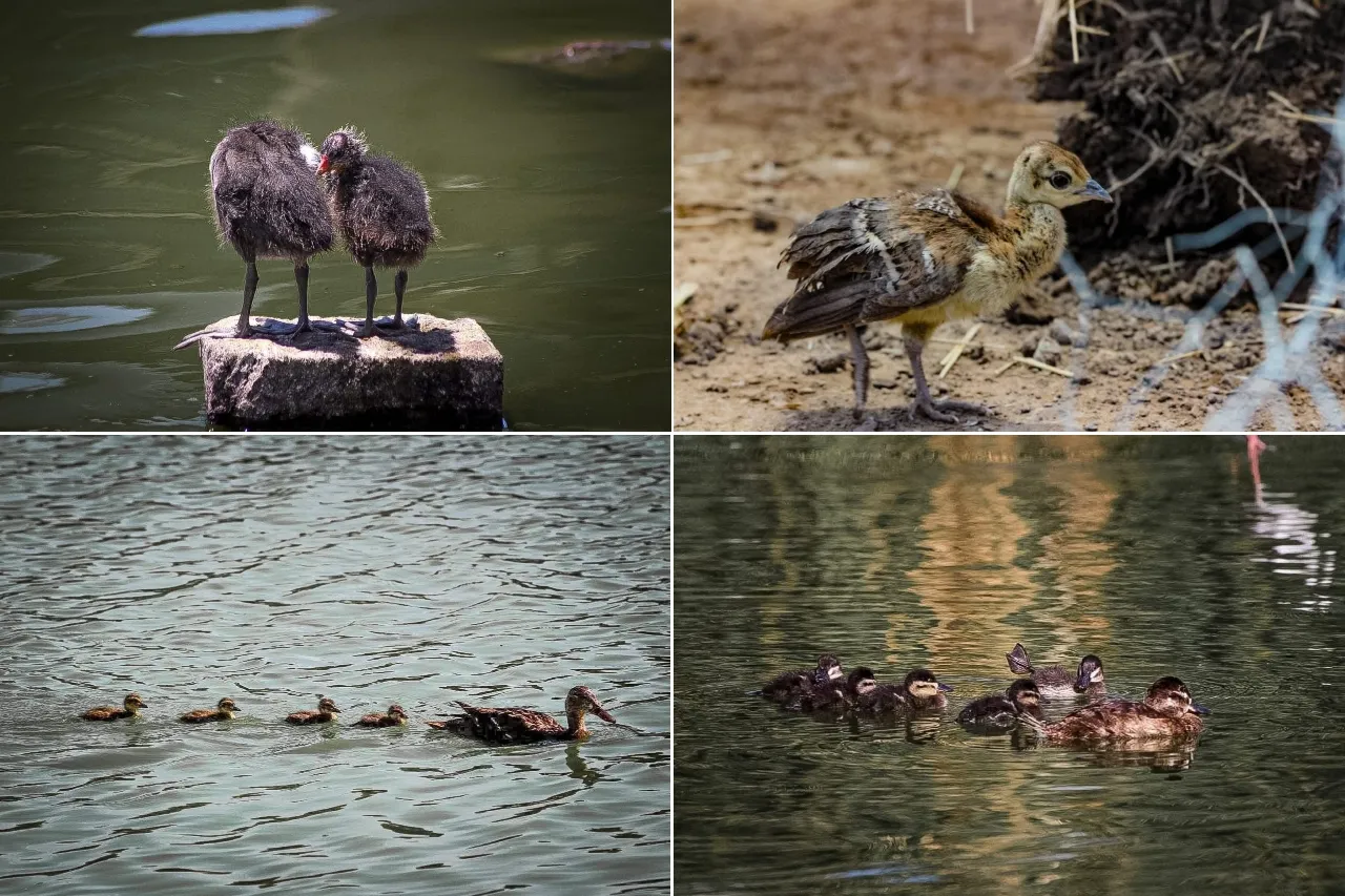 Nacen polluelos de seis especies de aves en el Parque Central
