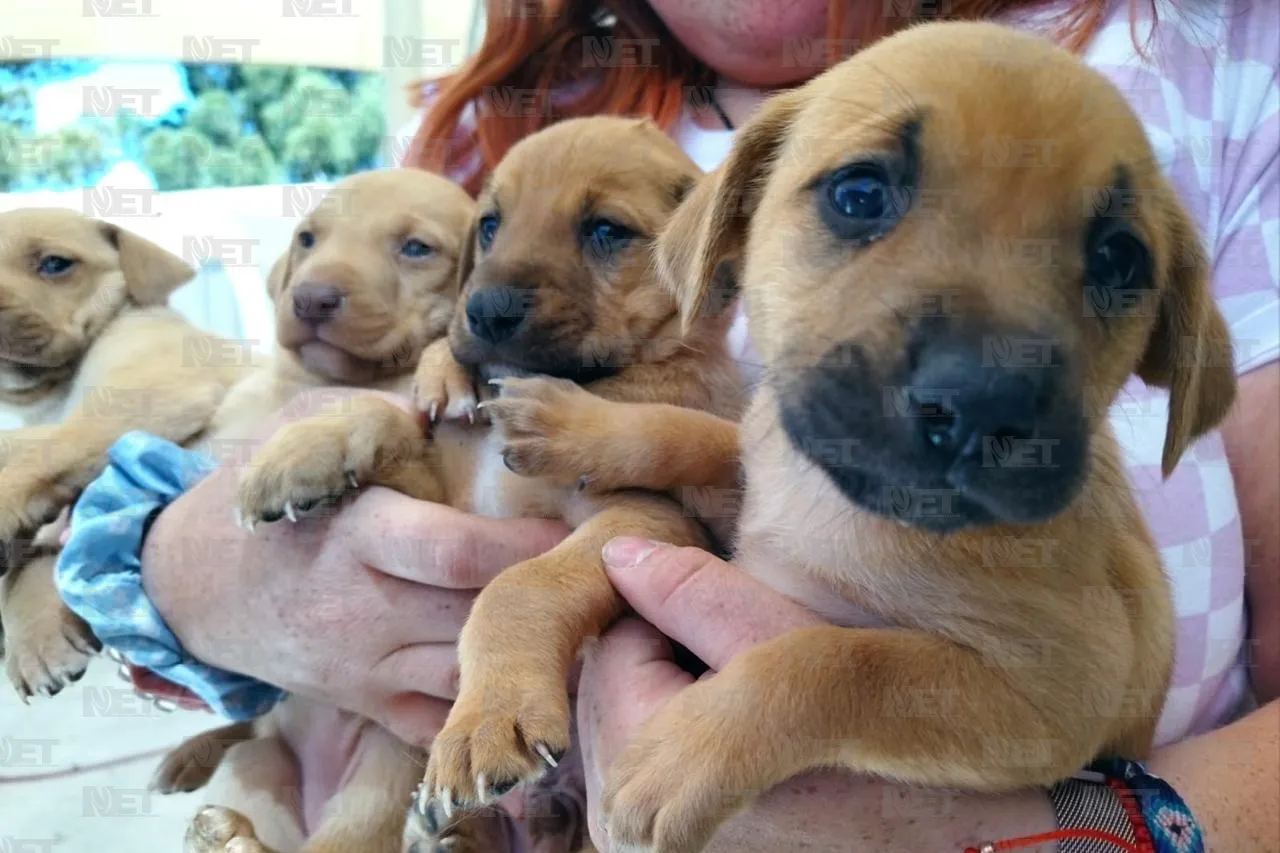 Dona tus libros usados y apoya a perritos callejeros esta semana