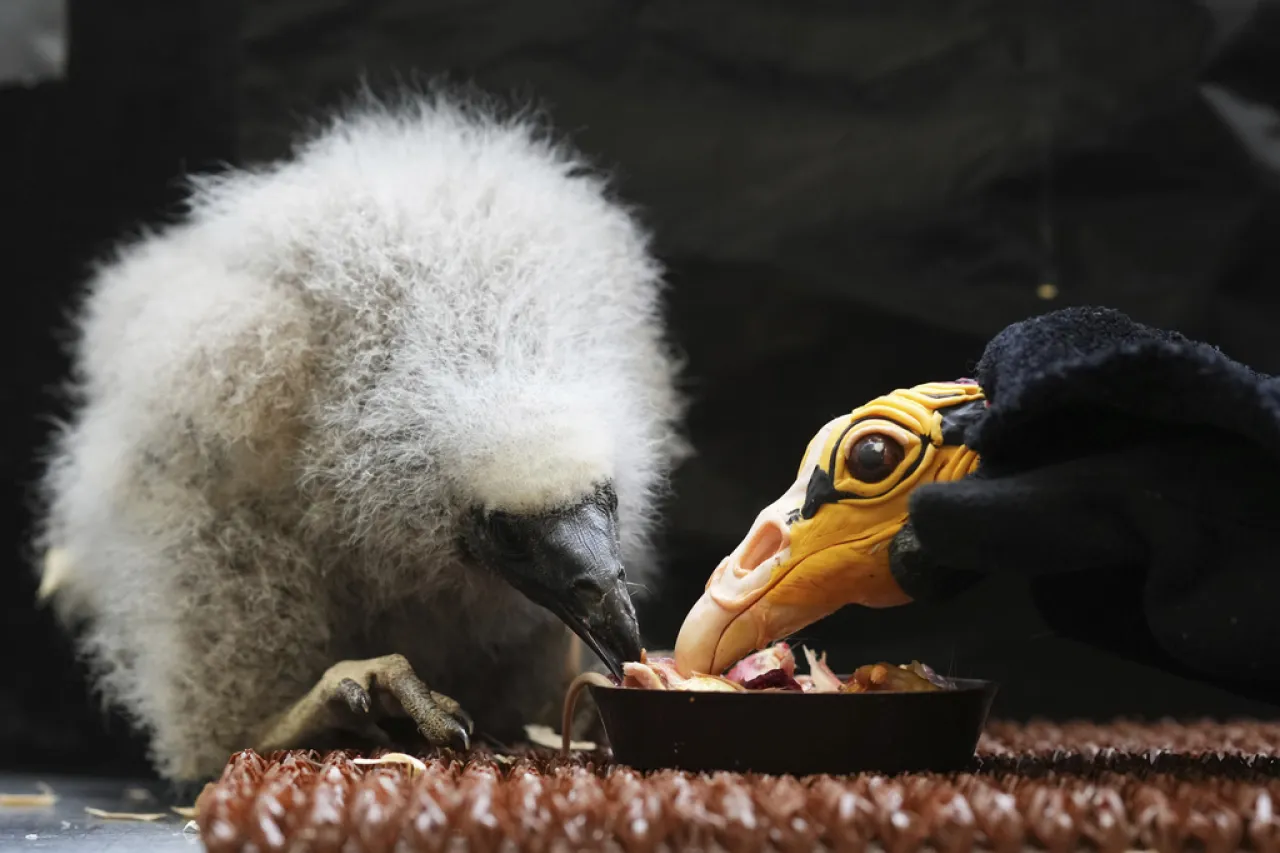 Cuidadores de zoo se convierten en titiriteros para salvar polluelos