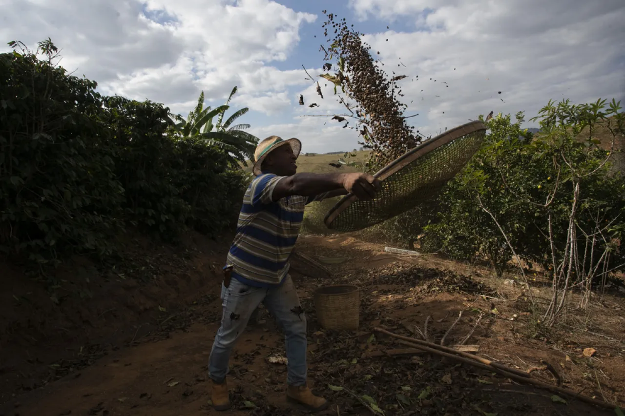 Productores brasileños temen por arancel del 50% al café impuesto por Trump