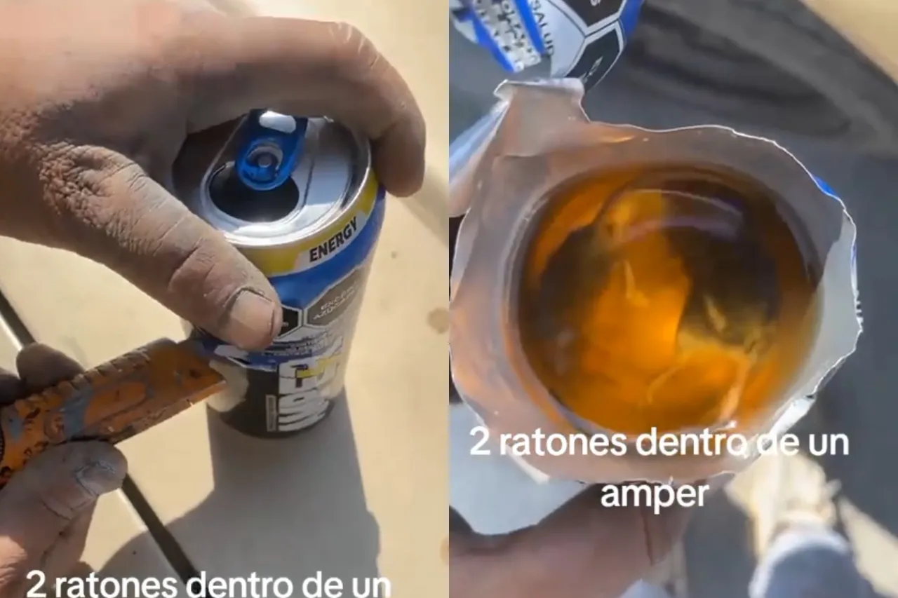 Trabajadores encuentran dos ratones en lata de bebida energética