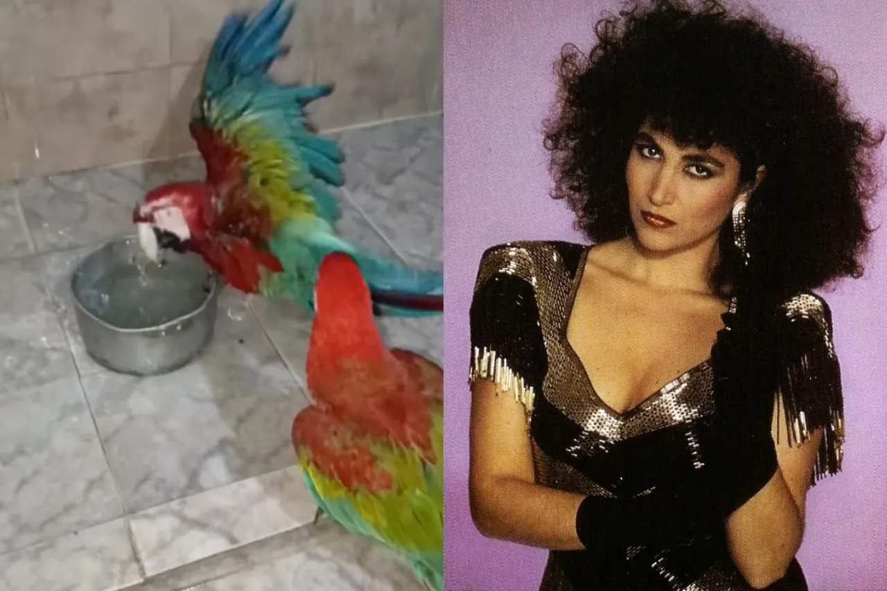 Guacamayas se avientan temas de Amanda Miguel y Myriam Hernández y se viralizan