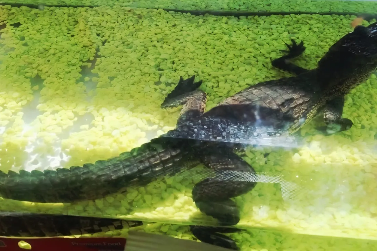 Hombre es detenido en Juárez con cocodrilo y tres iguanas