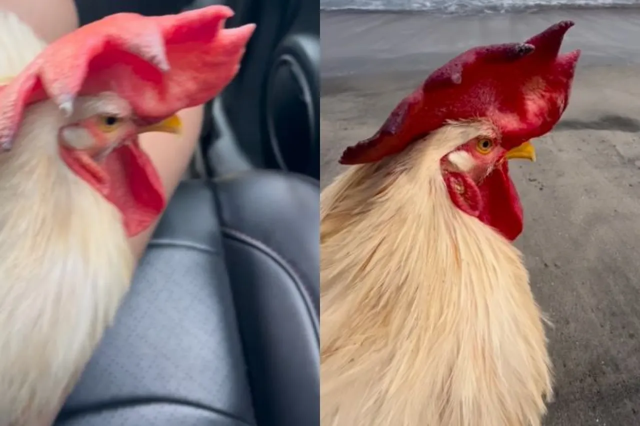 'Mi pollo conoce el mar': video viral conquista redes