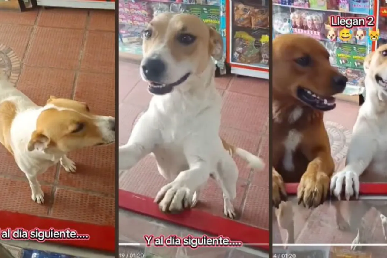 Video: Perrito callejero vuelve por comida a tienda… y trae a su amigo