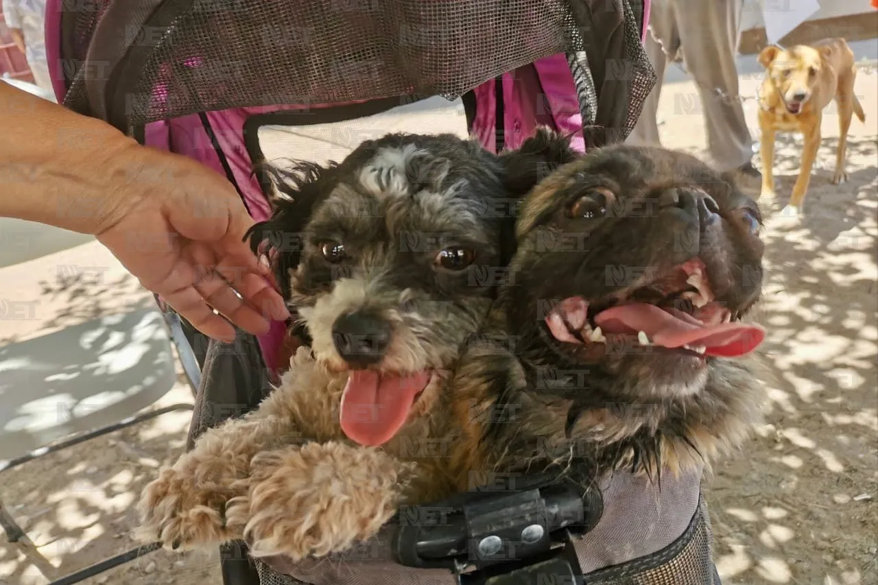 Realizan jornada de esterilización gratuita en Riberas del Bravo