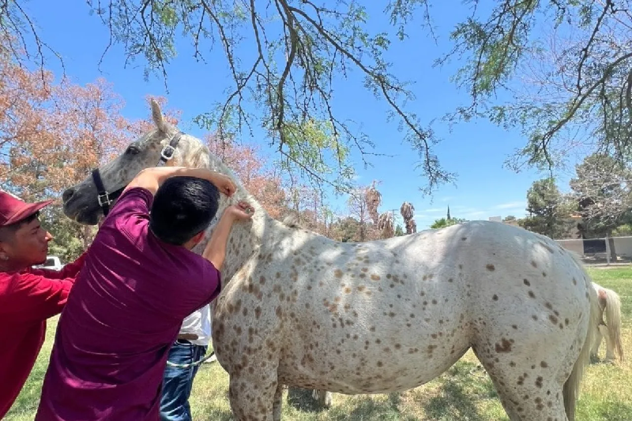 Implanta DABA microchips en caballos de Ciudad Juárez