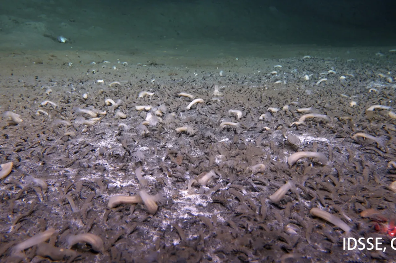 Hallan raras criaturas prosperando en las partes más profundas del océano