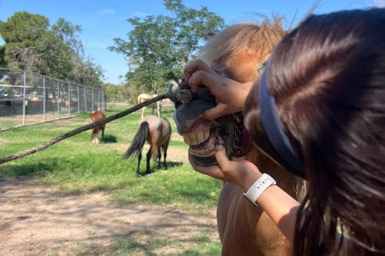 Implanta DABA microchips en caballos de Ciudad Juárez