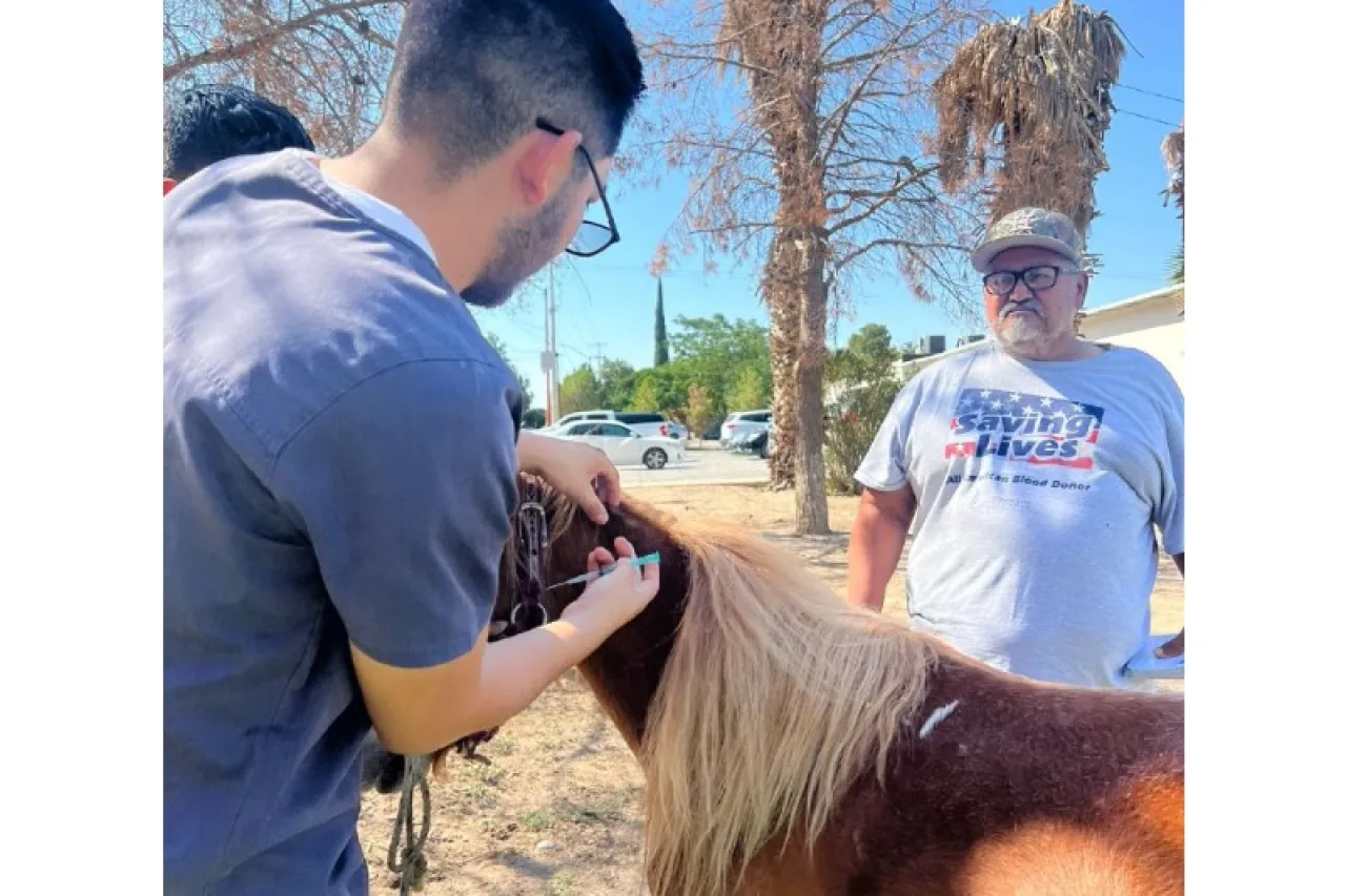 Implanta DABA microchips en caballos de Ciudad Juárez