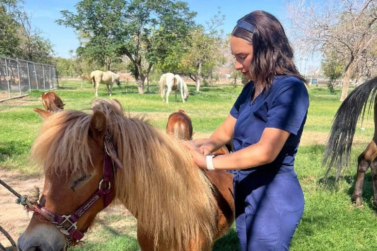 Implanta DABA microchips en caballos de Ciudad Juárez