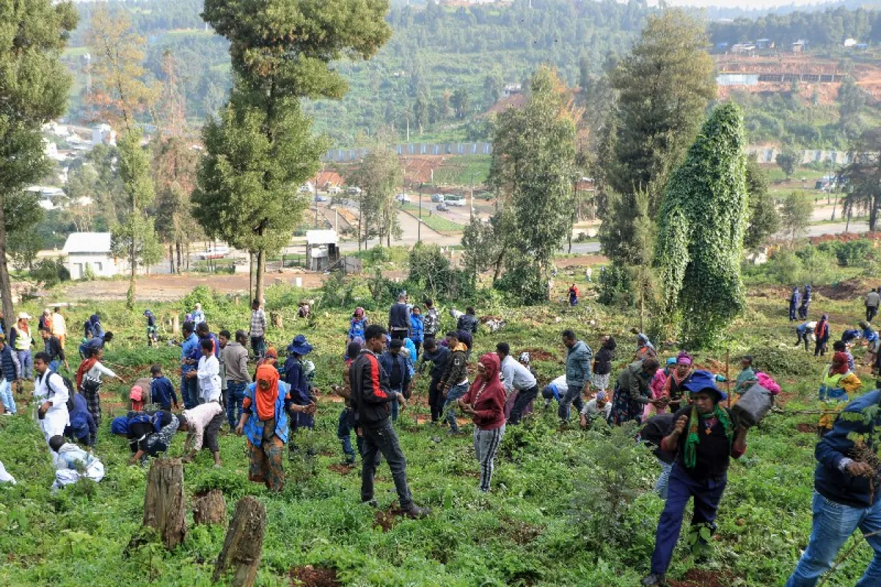 País africano intentará plantar 700 millones de árboles en un día
