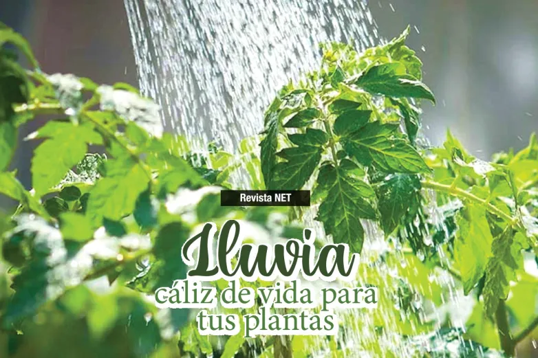 Agua de lluvia, un cáliz de vida para tus plantas