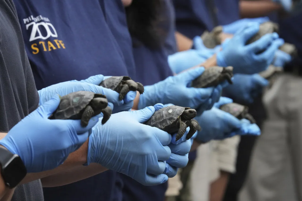 Tortugas de 100 años se convierten en padres en el zoo de Filadelfia
