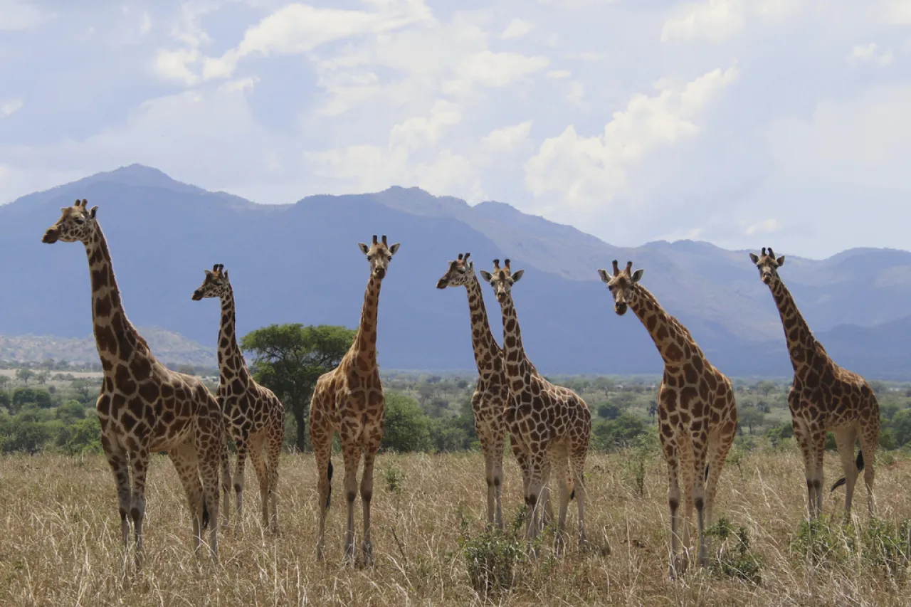 ¿Cuántas especies de jirafas hay en África? Nuevo análisis cuadruplica la cifra