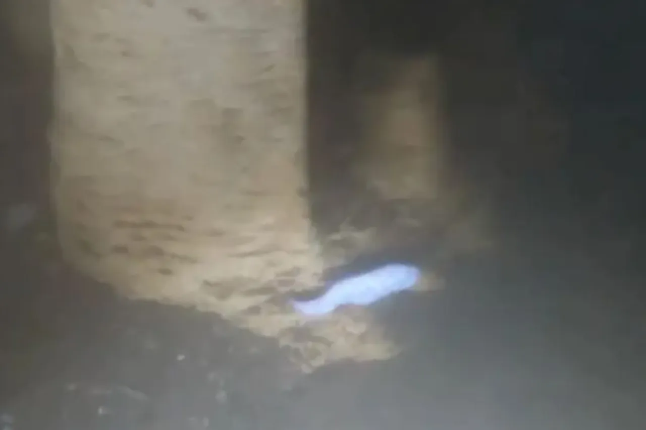 Hallan en cenote de Yucatán a 'la dama blanca', pez único en el mundo