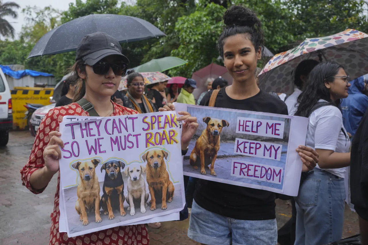 India: Ordenan liberar a perros callejeros capturados en Nueva Delhi