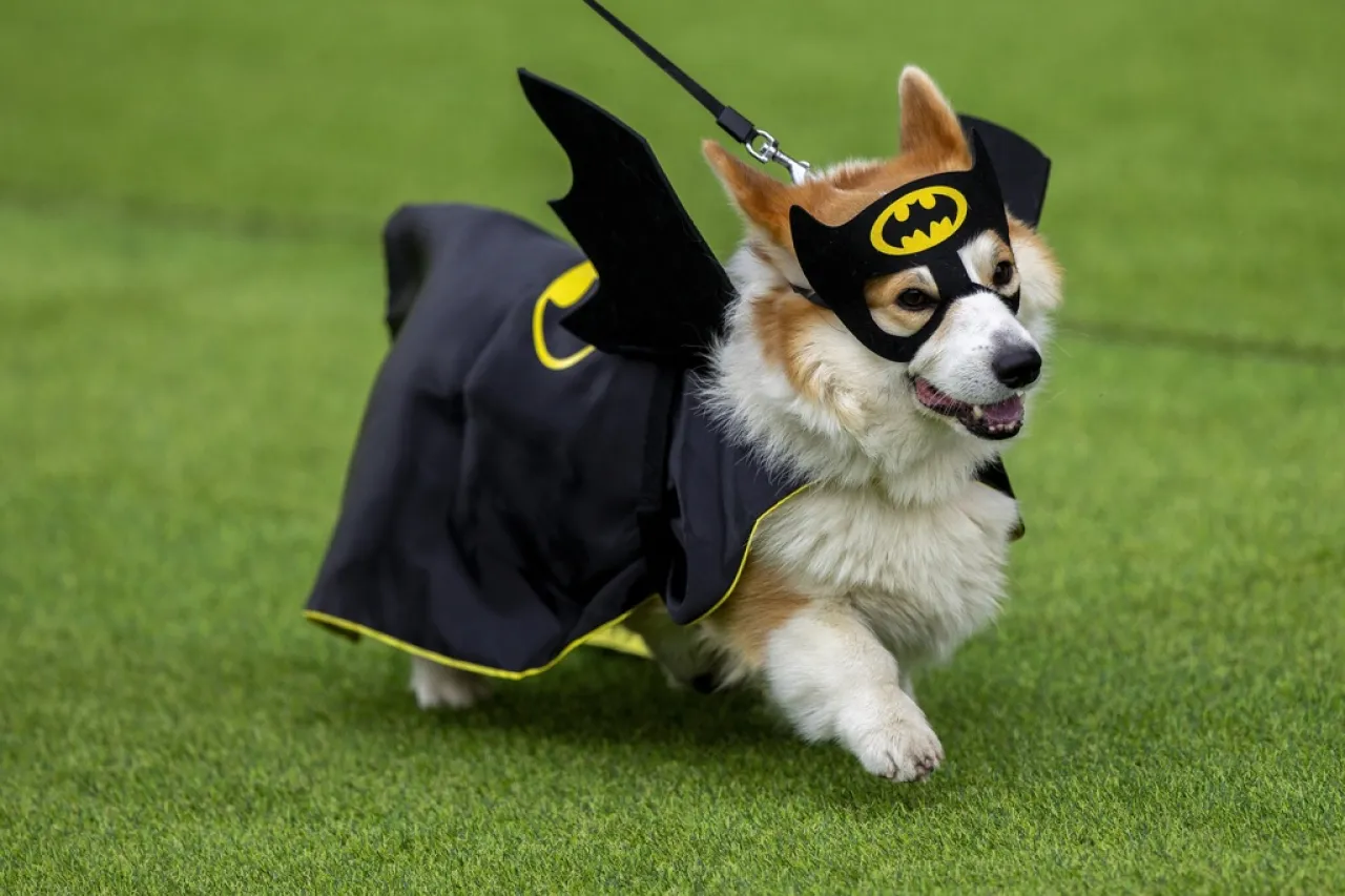 Más de 100 equipos compiten en la carrera de corgis en Lituania